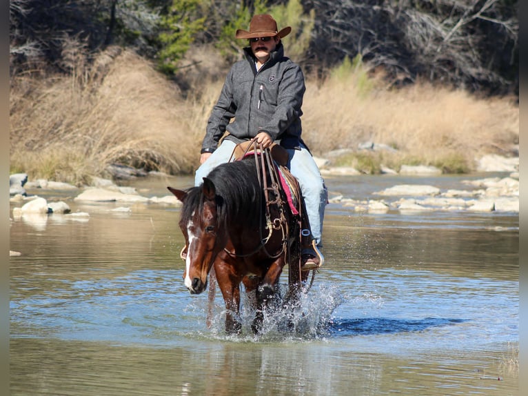 Quarter horse américain Hongre 12 Ans 147 cm Bai cerise in Stephenville