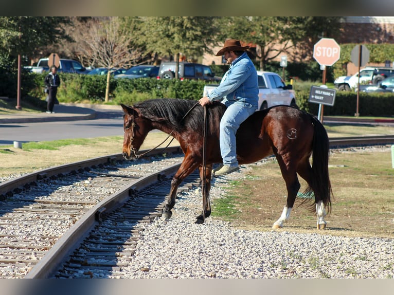 Quarter horse américain Hongre 12 Ans 147 cm Bai cerise in Stephenville