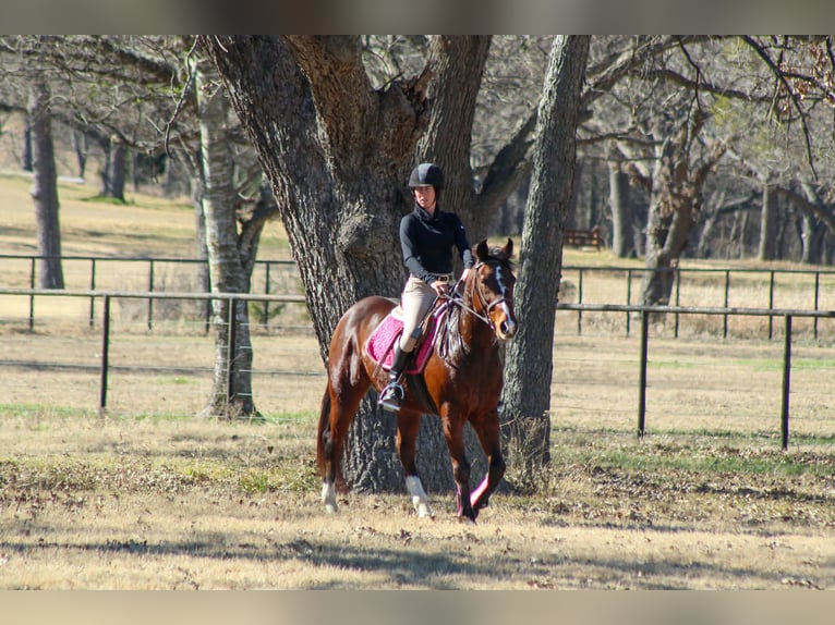 Quarter horse américain Hongre 12 Ans 147 cm Bai cerise in Stephenville