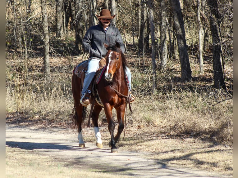 Quarter horse américain Hongre 12 Ans 147 cm Bai cerise in Stephenville