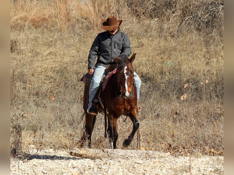 Quarter horse américain Hongre 12 Ans 147 cm Bai cerise in Stephenville