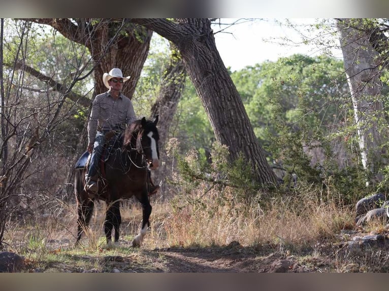 Quarter horse américain Hongre 12 Ans 147 cm Bai cerise in Camp Verde AZ
