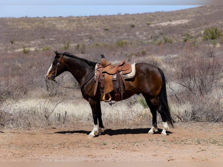 Quarter horse américain Hongre 12 Ans 147 cm Bai cerise in Camp Verde AZ