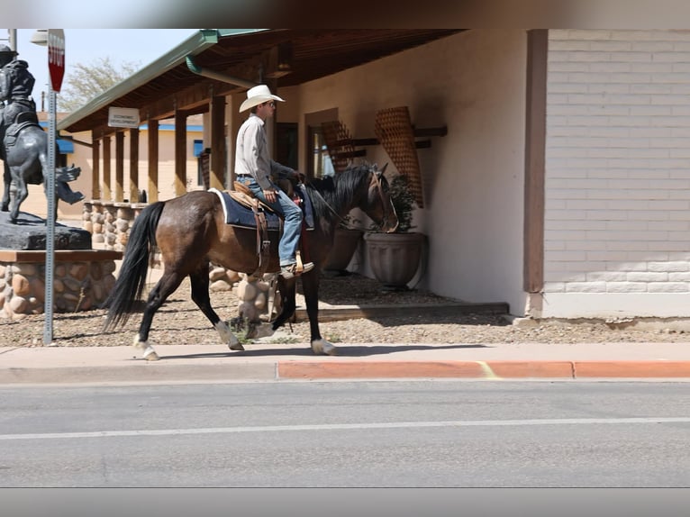 Quarter horse américain Hongre 12 Ans 147 cm Bai cerise in Camp Verde AZ
