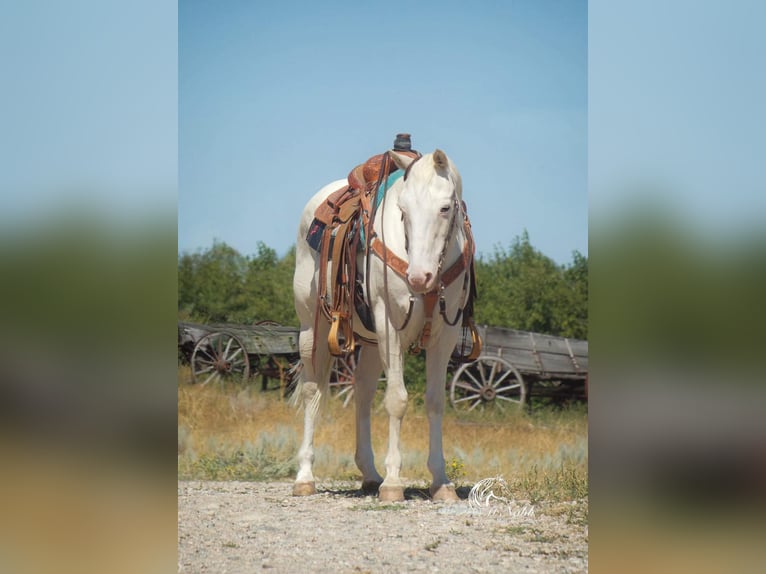 Quarter horse américain Hongre 12 Ans 147 cm Blanc in Cody WY