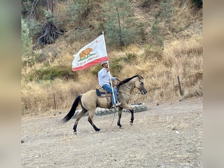 Quarter horse américain Hongre 12 Ans 147 cm Buckskin in Paicines CA