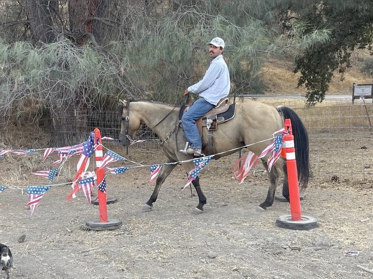 Quarter horse américain Hongre 12 Ans 147 cm Buckskin in Paicines CA