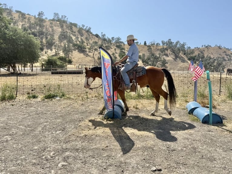 Quarter horse américain Hongre 12 Ans 147 cm Overo-toutes couleurs in Paicines CA