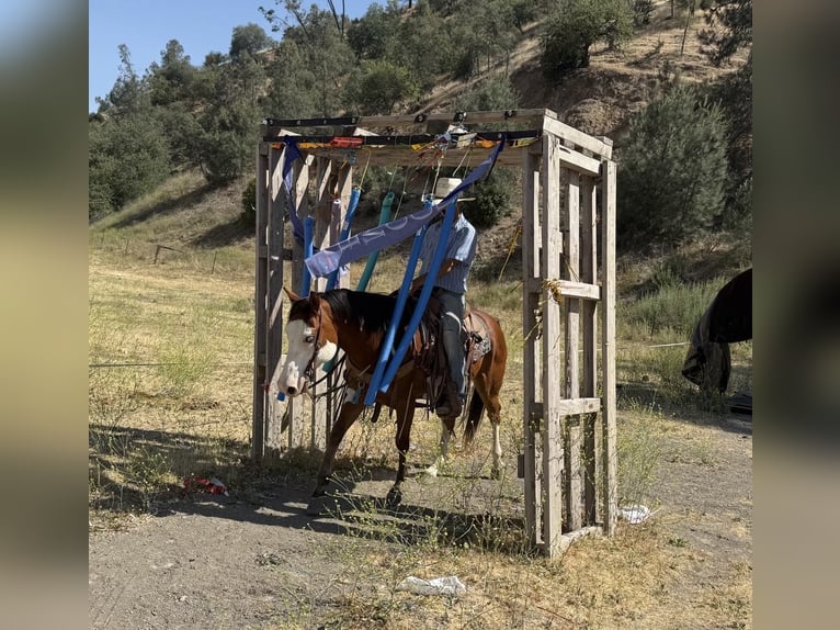 Quarter horse américain Hongre 12 Ans 147 cm Overo-toutes couleurs in Paicines CA