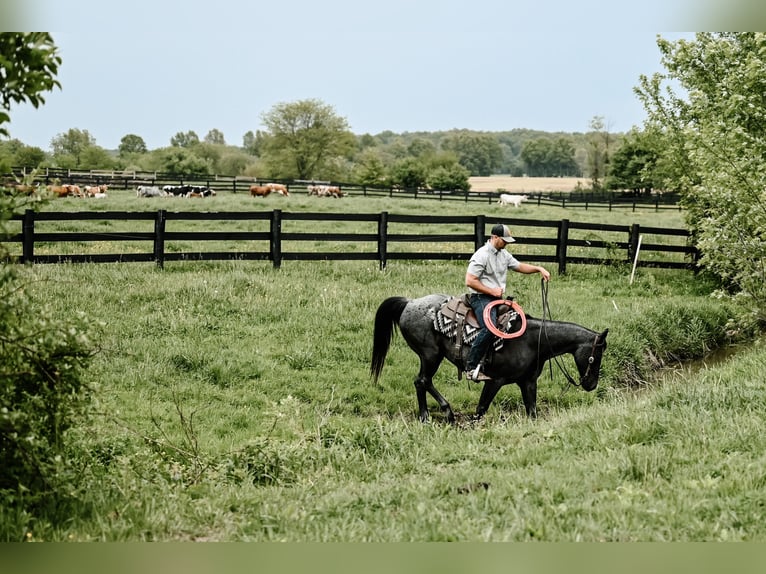 Quarter horse américain Hongre 12 Ans 147 cm Rouan Bleu in Dalton