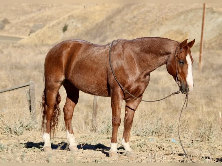 Quarter horse américain Hongre 12 Ans 147 cm Rouan Rouge in Paicines CA