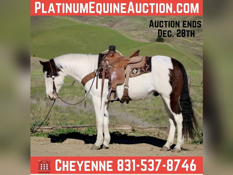 Quarter horse américain Hongre 12 Ans 147 cm Tobiano-toutes couleurs in Bitterwater CA