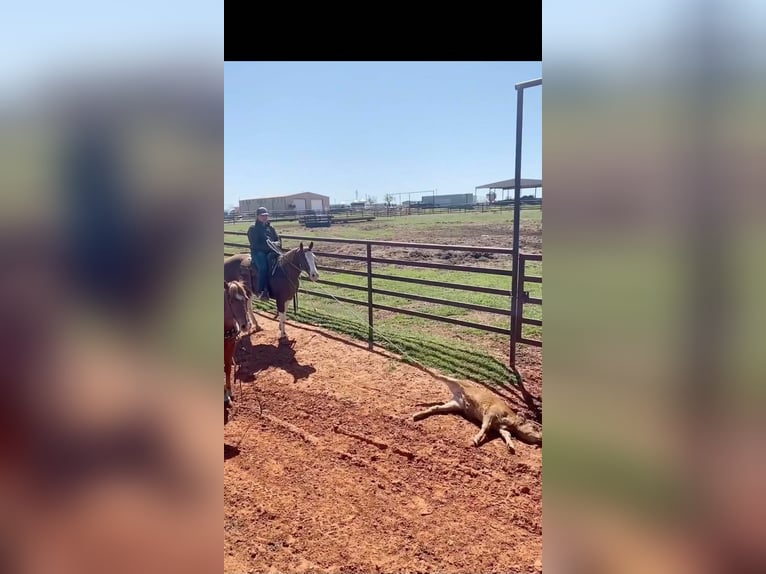 Quarter horse américain Hongre 12 Ans 150 cm Alezan brûlé in Stillwater OK