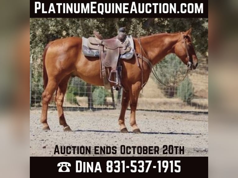 Quarter horse américain Hongre 12 Ans 150 cm Alezan cuivré in Paicines, CA