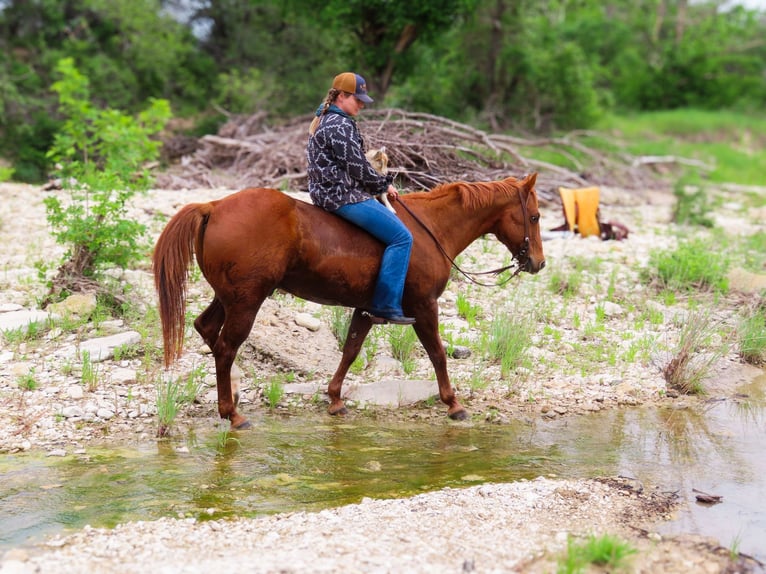 Quarter horse américain Hongre 12 Ans 150 cm Alezan cuivré in Stephenville TX