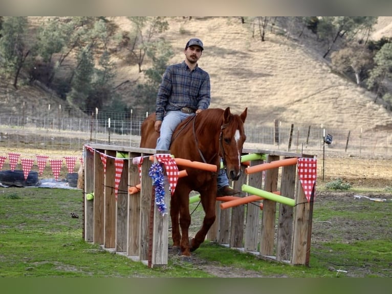 Quarter horse américain Hongre 12 Ans 150 cm Alezan dun in Paicines CA