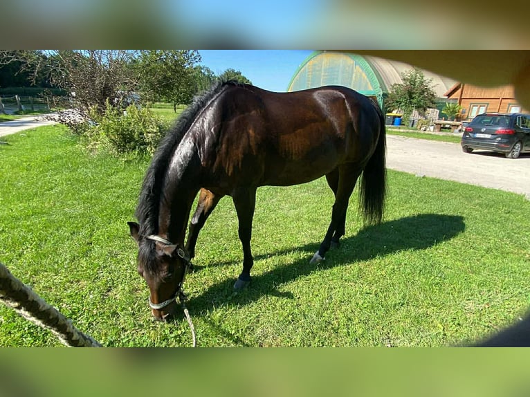 Quarter horse américain Hongre 12 Ans 150 cm Bai brun in Pilsting