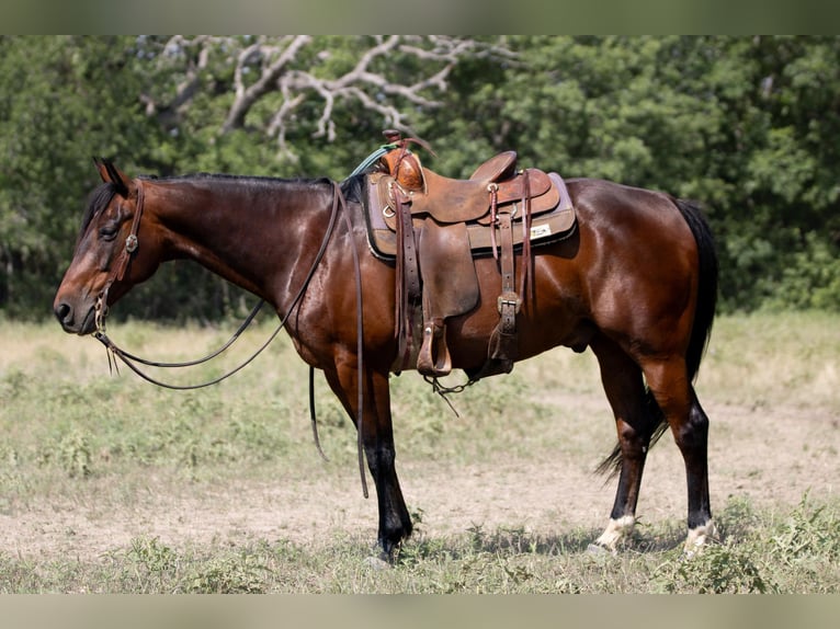 Quarter horse américain Hongre 12 Ans 150 cm Bai cerise in Weatherford TX