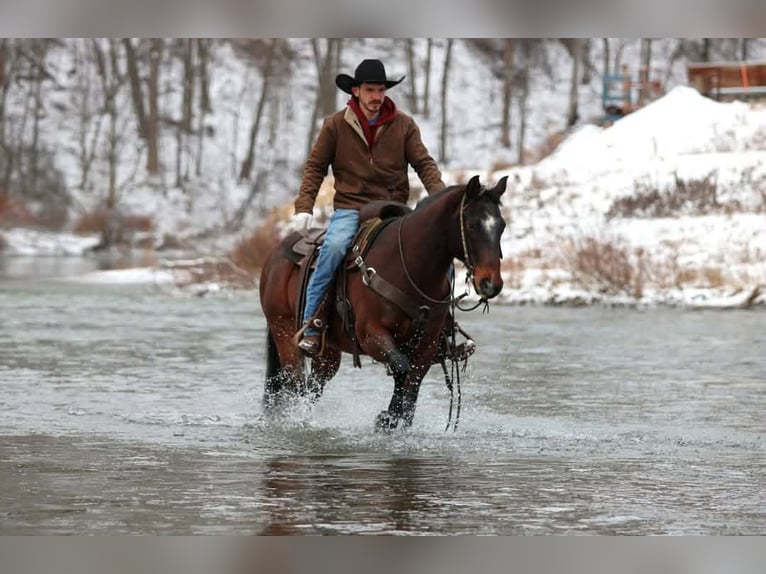 Quarter horse américain Hongre 12 Ans 150 cm Bai cerise in Clarion