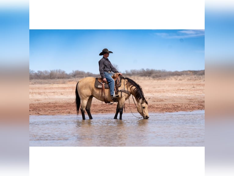 Quarter horse américain Hongre 12 Ans 150 cm Buckskin in Canyon, TX