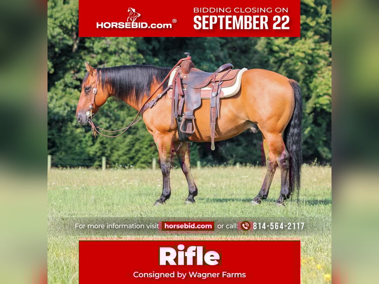 Quarter horse américain Hongre 12 Ans 150 cm Buckskin in Clarion