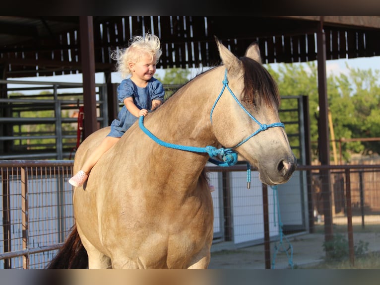 Quarter horse américain Hongre 12 Ans 150 cm Buckskin in Cleburne TX