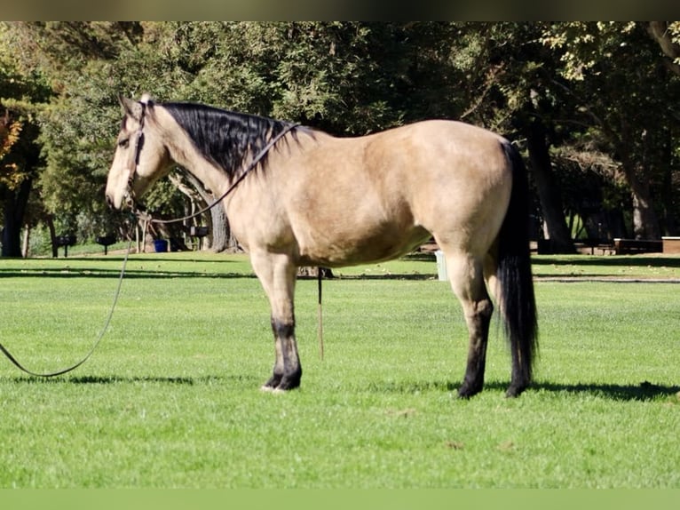 Quarter horse américain Hongre 12 Ans 150 cm Buckskin in Paicines CA