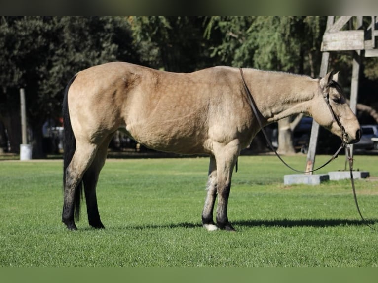Quarter horse américain Hongre 12 Ans 150 cm Buckskin in Paicines CA