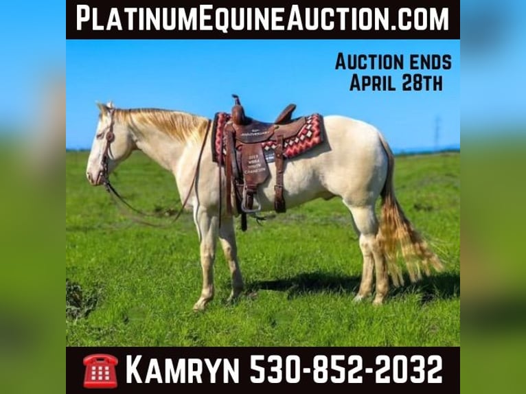 Quarter horse américain Hongre 12 Ans 150 cm Champagne in PLeasant Grove CA