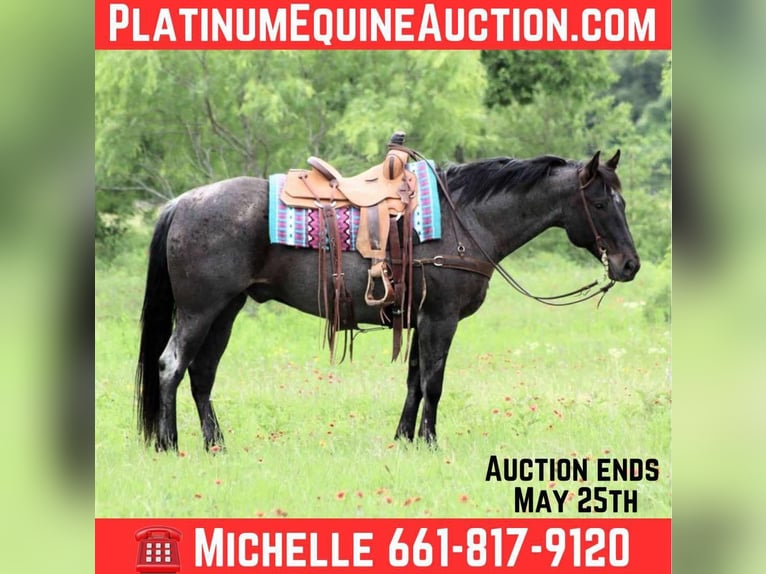 Quarter horse américain Hongre 12 Ans 150 cm Gris in Cottonwood AZ