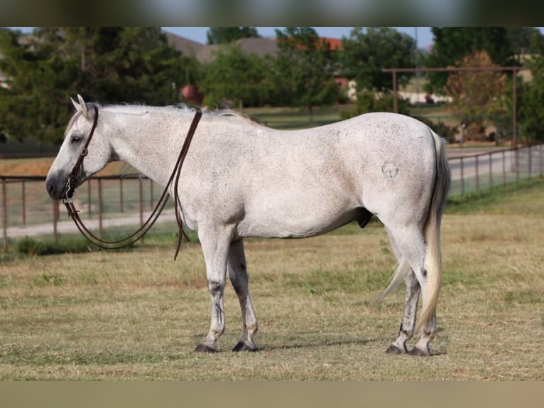 Quarter horse américain Hongre 12 Ans 150 cm Gris in Joshua TX