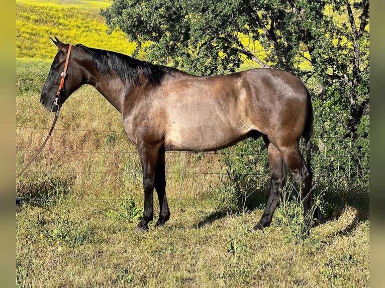 Quarter horse américain Hongre 12 Ans 150 cm Grullo in Paicines CA
