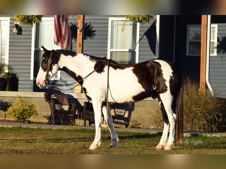 Quarter horse américain Hongre 12 Ans 150 cm Overo-toutes couleurs in Greenville KY