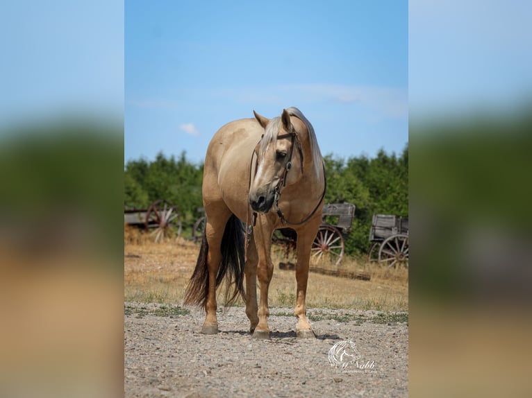 Quarter horse américain Hongre 12 Ans 150 cm Palomino in Cody