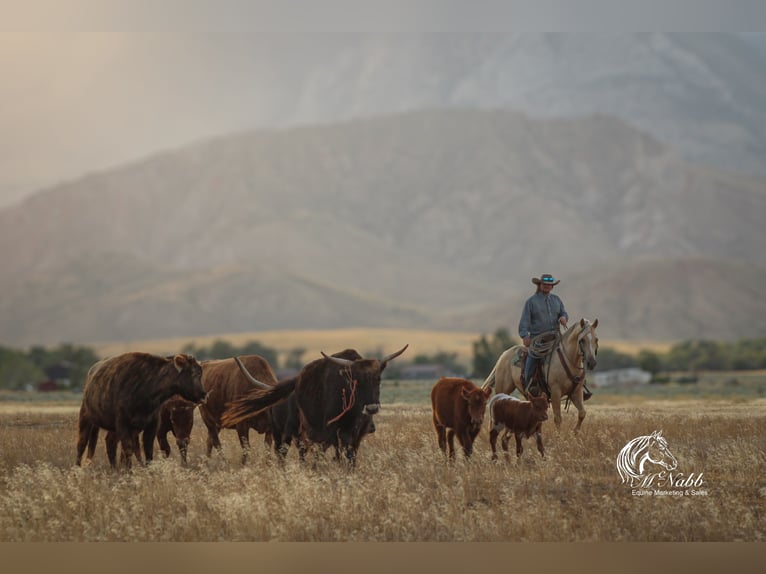 Quarter horse américain Hongre 12 Ans 150 cm Palomino in Cody