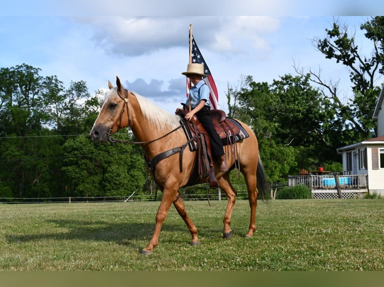 Quarter horse américain Hongre 12 Ans 150 cm Palomino in Rebersburg, PA