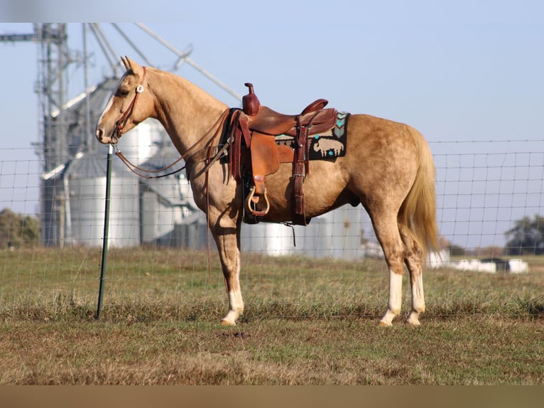 Quarter horse américain Hongre 12 Ans 150 cm Palomino in Sonora, KY