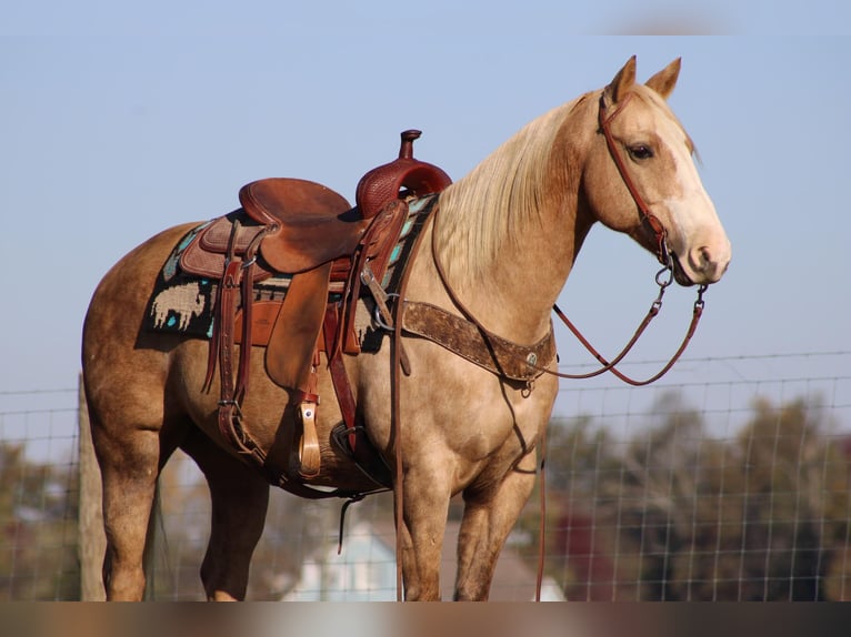 Quarter horse américain Hongre 12 Ans 150 cm Palomino in Sonora, KY