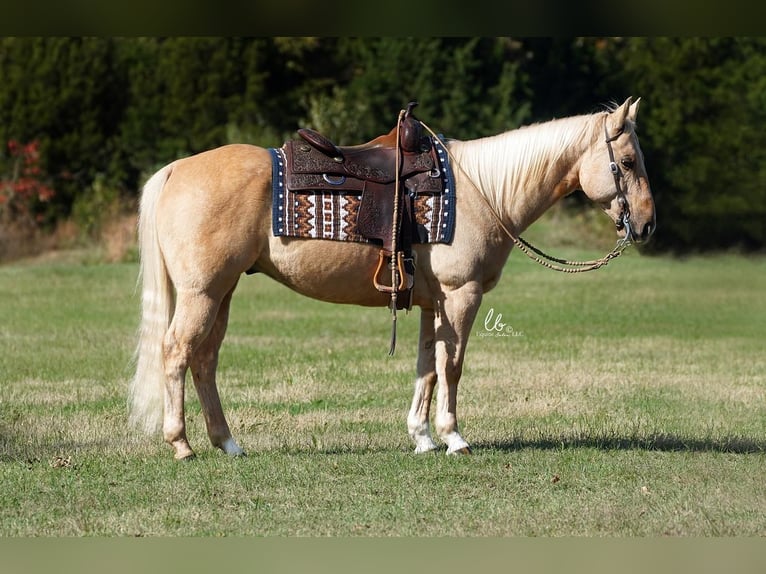 Quarter horse américain Hongre 12 Ans 150 cm Palomino in Terrell, TX