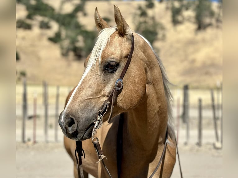 Quarter horse américain Hongre 12 Ans 150 cm Palomino in Bitterwater CA