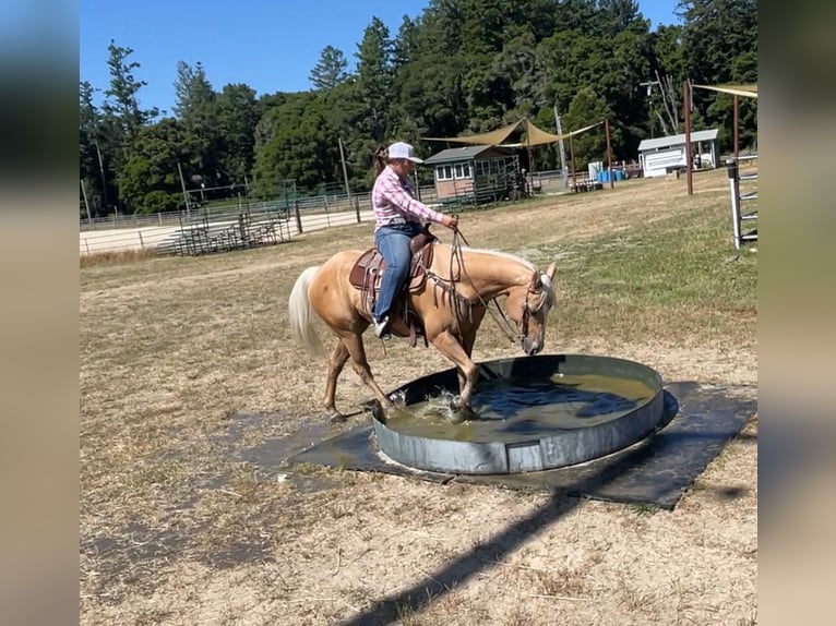 Quarter horse américain Hongre 12 Ans 150 cm Palomino in Bitterwater CA