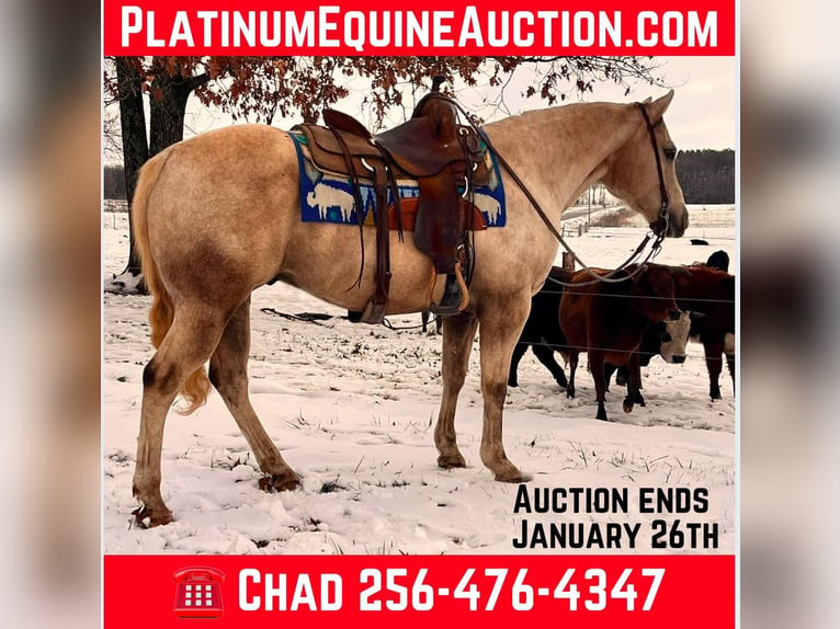 Quarter horse américain Hongre 12 Ans 150 cm Palomino in Mt Hope AL