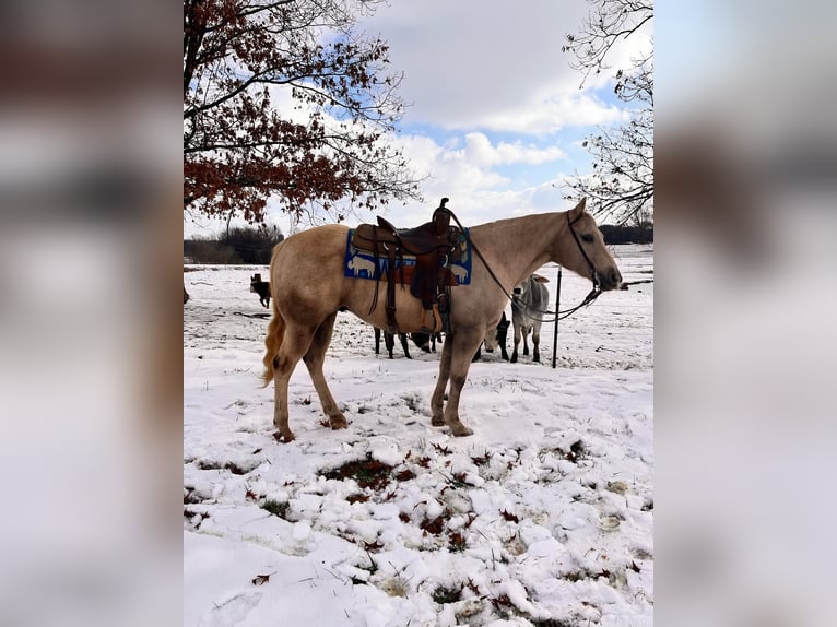 Quarter horse américain Hongre 12 Ans 150 cm Palomino in Mt Hope AL