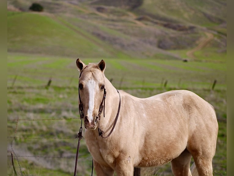 Quarter horse américain Hongre 12 Ans 150 cm Palomino in Paicines CA