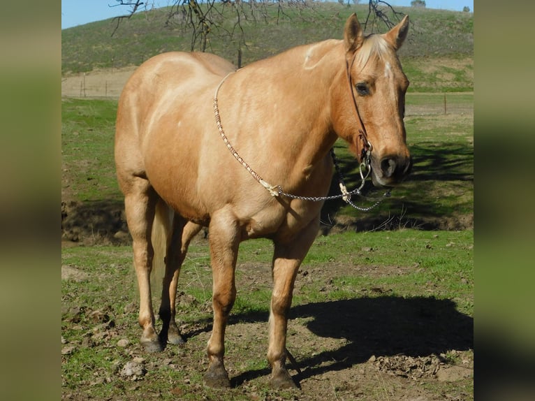 Quarter horse américain Hongre 12 Ans 150 cm Palomino in Paicines CA