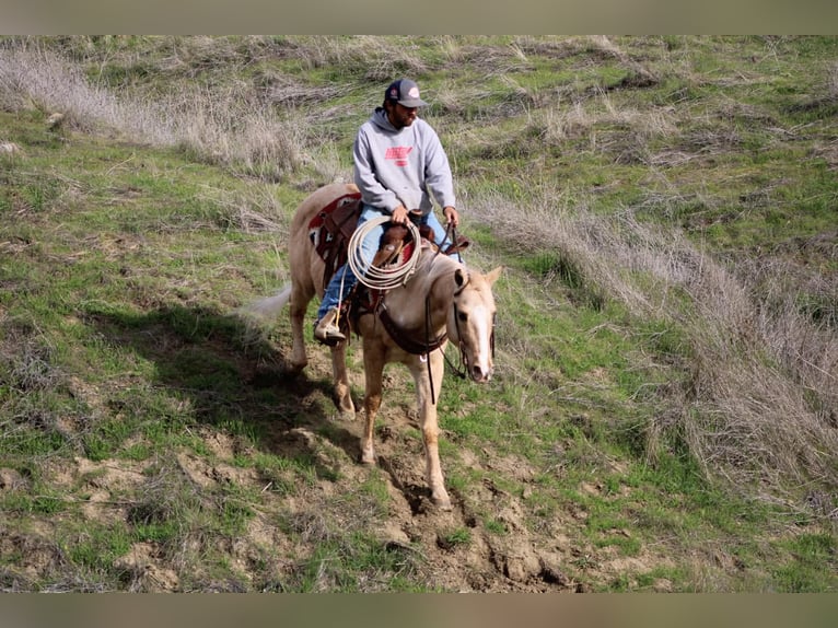 Quarter horse américain Hongre 12 Ans 150 cm Palomino in Paicines CA