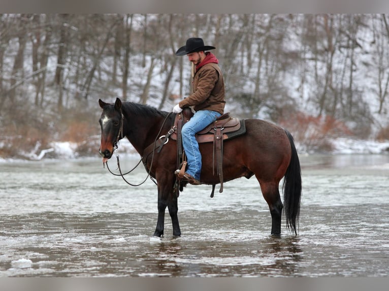 Quarter horse américain Hongre 12 Ans 150 cm Roan-Bay in Clarion, PA