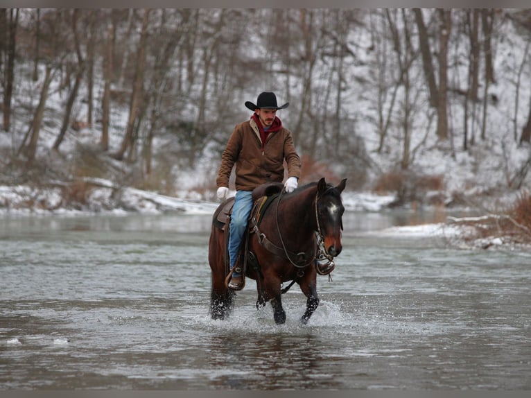Quarter horse américain Hongre 12 Ans 150 cm Roan-Bay in Clarion, PA