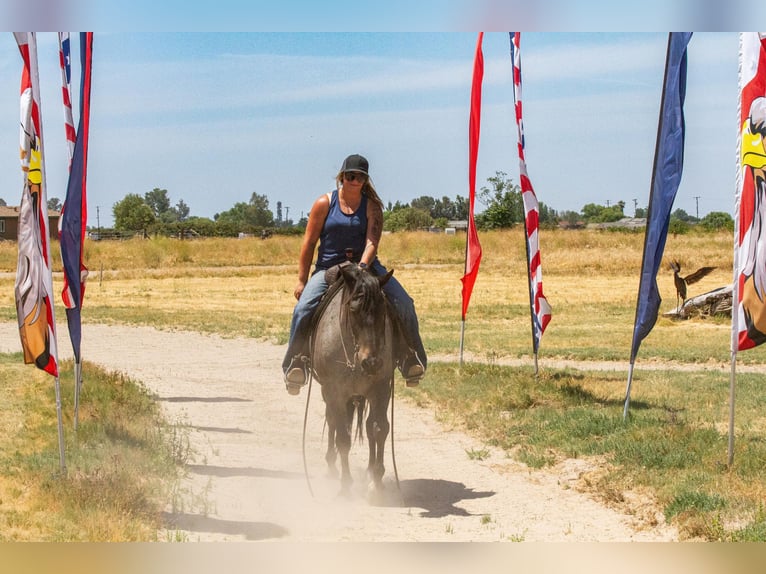 Quarter horse américain Hongre 12 Ans 150 cm Rouan Bleu in Valley Springs CA