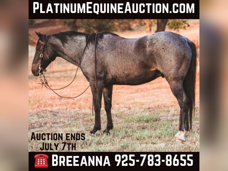 Quarter horse américain Hongre 12 Ans 150 cm Rouan Bleu in Valley Springs CA